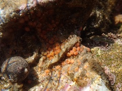 Metandrocarpa taylori