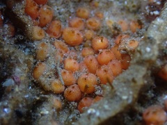 Metandrocarpa taylori