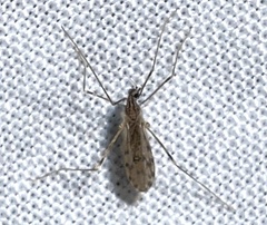Erioptera