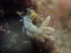 Trinchesia albocrusta