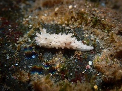 Aegires albopunctatus