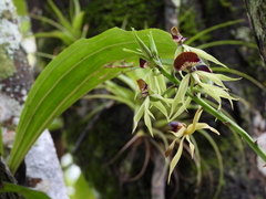 Prosthechea cochleata