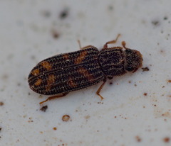 Bitoma quadriguttata