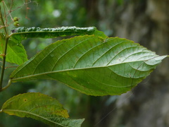 Acalypha schlechtendaliana