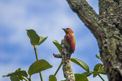 Chrysophlegma miniaceum