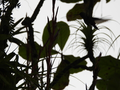Tillandsia polystachia