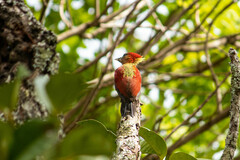 Chrysophlegma miniaceum