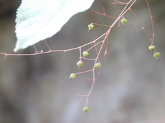 Acalypha schlechtendaliana