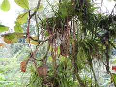 Tillandsia polystachia