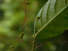 Acalypha schlechtendaliana