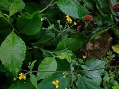 Trigonospermum adenostemmoides