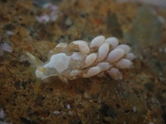 Trinchesia albocrusta