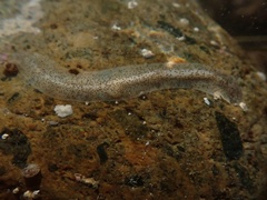 Enchiridium punctatum
