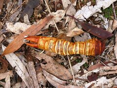 Abantiades atripalpis