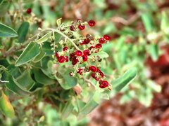 Chenopodium parabolicum