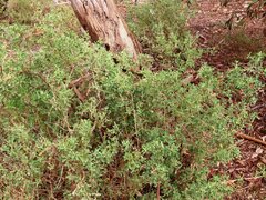 Chenopodium parabolicum