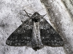 Phigalia strigataria