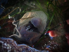 Gymnothorax mordax