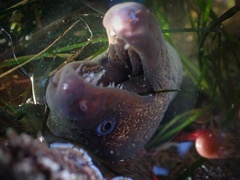 Gymnothorax mordax