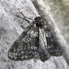 Phigalia strigataria