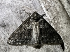 Phigalia strigataria