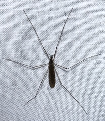 Rhipidia