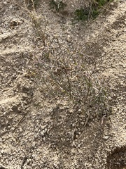 Stillingia linearifolia