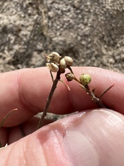 Stillingia linearifolia