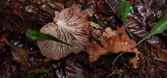 Marasmiellus