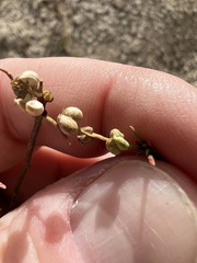 Stillingia linearifolia