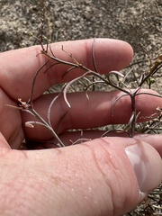 Stillingia linearifolia