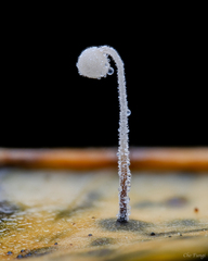 Incrustocalyptella orientalis