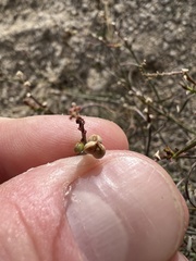 Stillingia linearifolia