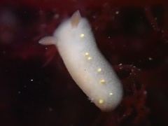 Cadlina modesta