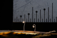 Incrustocalyptella orientalis