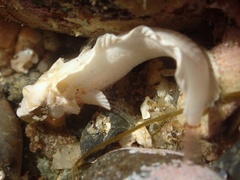 Paraclinus integripinnis