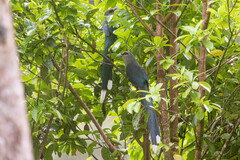 Phaenicophaeus tristis