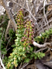 Ophryosporus triangularis