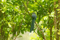 Phaenicophaeus tristis