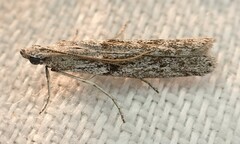 Cryptoblabes hemigypsa