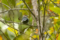 Phaenicophaeus tristis