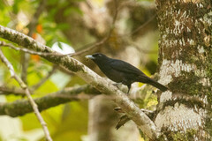 Oriolus cruentus consanguineus