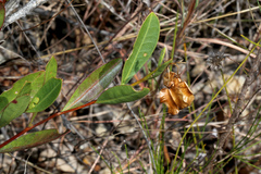 Dodonaea lanceolata