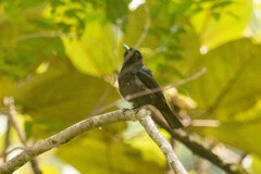 Oriolus cruentus consanguineus