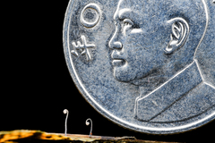 Incrustocalyptella orientalis