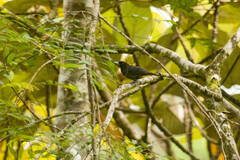 Oriolus cruentus consanguineus