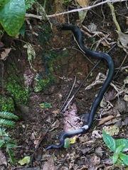 Lampropeltis micropholis
