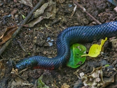Lampropeltis micropholis