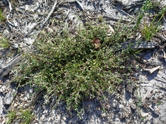 Xanthosia tridentata