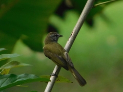 Myiopagis viridicata